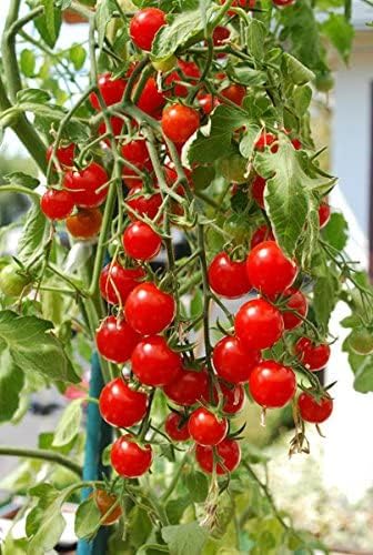 Ultimate Hanging Baskets - Strawberry, Tomato, Flower, and Herb Outdoor Planters - Use Garden Pots for Growing Plants Outside On A Deck, Fence, or Balcony (2) SmartSpring