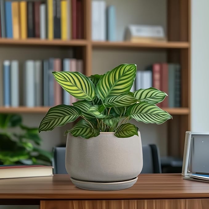 G EPGardening Ceramic Pots for Plants 7 Inch - Large Ceramic Planters for Indoor Plants Outdoor Modern Flower Pot with Drainage Holes and Saucer for Office Garden Patio Grey GEPGardening