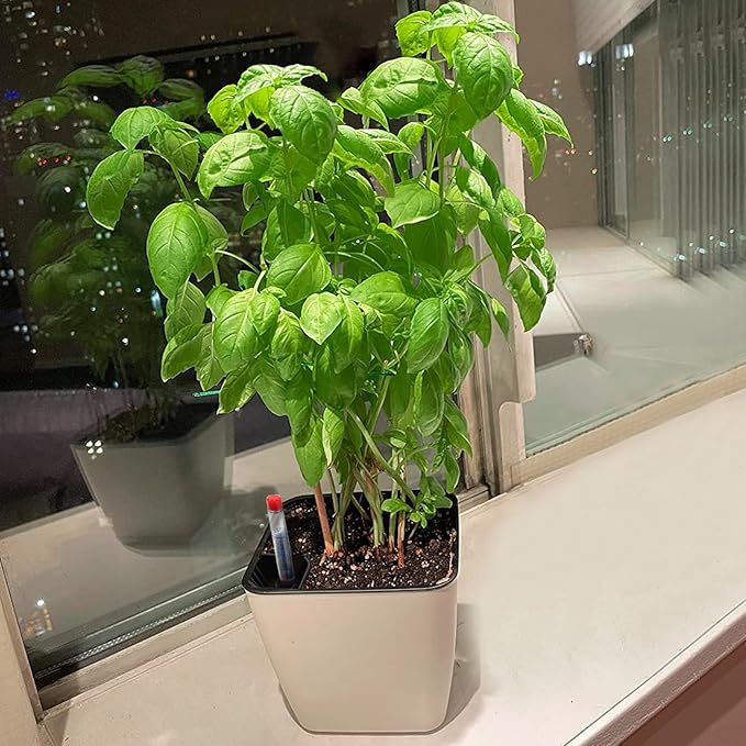 5.5 Inch Self Watering Plastic Planter With Indicator - 6 PCS Square Plant Pots, Decorative Lazy Flower Pot for House Plants, Herbs, Aloe, Succulents KOHAND