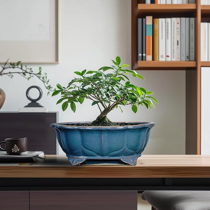 Bonsai Tree Pot - 11 Inch Ceramic Succulent Pots, Bonsai Planter for Indoor Outdoor, Decorative Plant Pot with Drainage Hole, Oval Flower Pot, Home Garden Decor, Garden Gifts, Retro Blue Teagas