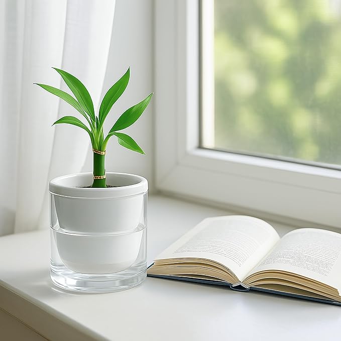 D'vine Dev 4 Inch Design Self Watering Planter for Indoor Plants, White Terracotta Pots with Cylinder Glass Cup, 37-X-A-2 DvineDevPlanterPotsandStand