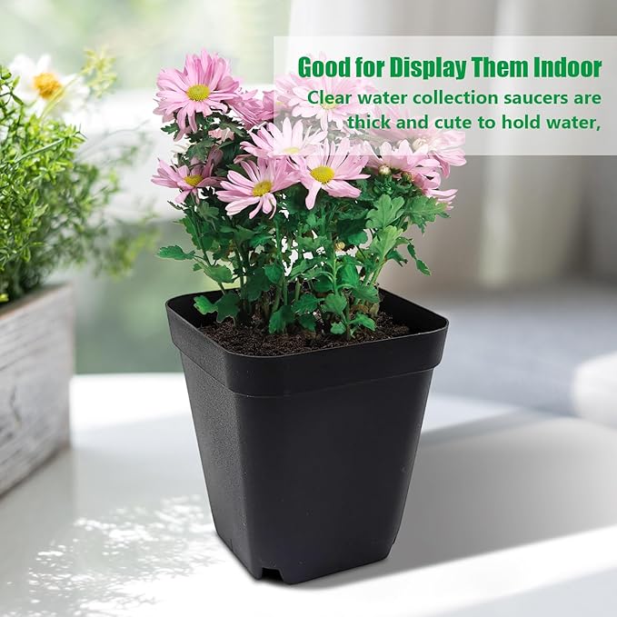 Square Nursery pots 4 Inches 60Pcs, Seedling Plastic Seeds propogation Growing Pots (Black,4Inches,60Pcs) RooTrimmer