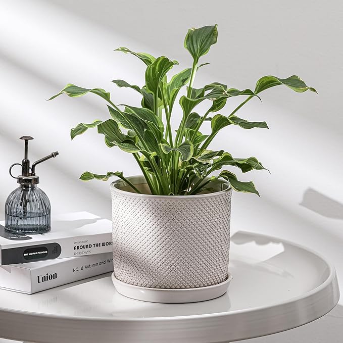 8 Inch Plant Pot: Ceramic Planter with Drainage Hole & Saucer Indoor Outdoor Plants - Flowerpot with Bonded Tray for Home Office - Beaded Embossed Style, Cream White Chubacoo