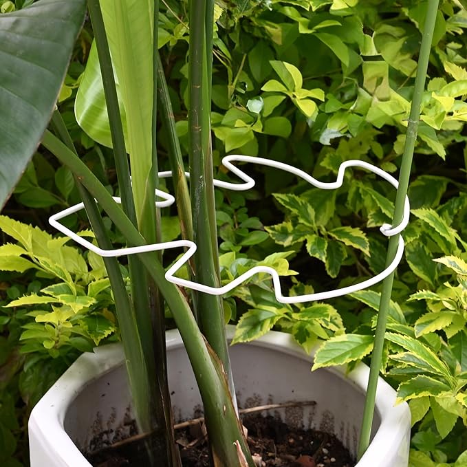 5PCS Monstera Plant Stem Support White 9 * 7.6in - Durable Stake Holder for Indoor Climbing Plants, Adjustable Installation Ideal for Fishbone Cactus and Plant Enthusiasts Yohsnor