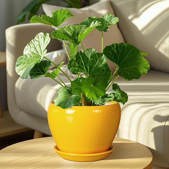 8 Inch Plant Pot - Glaze Modern Round Ceramic Planter for Indoor Outdoor Plants with Drainage Hole and Saucer for Home Patio Room Office Decor, Yellow Ceramicfor