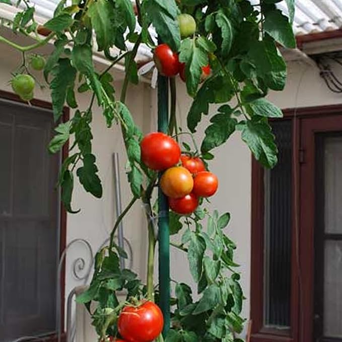 Xiny Tool Garden Stakes, 25 Pack Steel Plant Garden Tomato Stakes with Plastic Coat for Climbing Plants (25 Pack 58 Inch) XinyTool