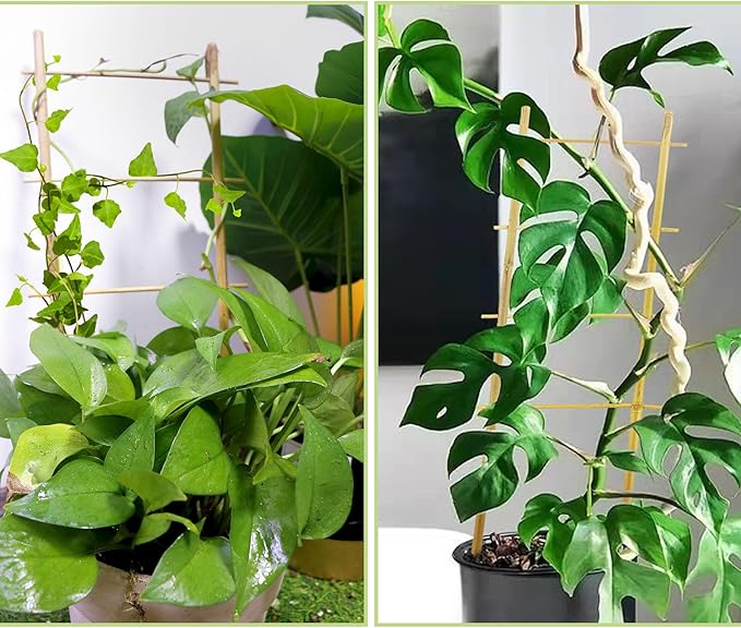 Avalution 5 Pack Bamboo Trellis for Climbing Plants Indoor, 16 Inch Garden Ladder Trellis for Potted Plants, Fan-Shaped Small Plant Support Trellis for Houseplants Ivy Hoya Vine Monstera Avalution