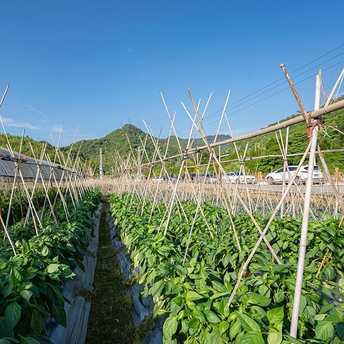 Plant Stakes, 4FT Natural Bamboo Garden Stakes, 25Pcs Bamboo Plant Stakes,Bamboo Sticks for Tomato,Beans,Vegetable and Climbing Plants WDZZHOT