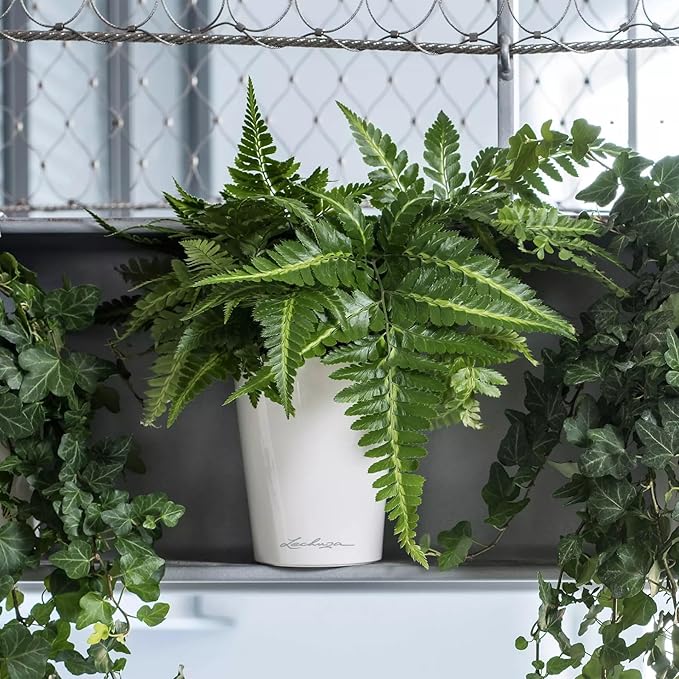 Lechuza 14900 Deltini Self-Watering Planter for Indoor and Outdoor Use, 6" x 6" x 7", White LECHUZA