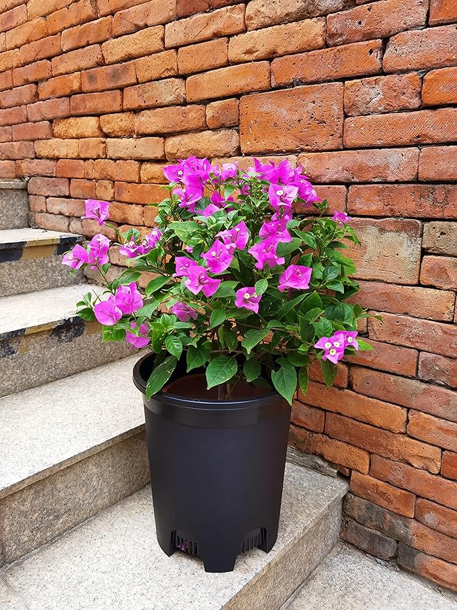 5 Gallon 20-Pack Nursery Pot Black Plastic Planters in Bulk with Drainage for Outdoor Indoor Large Plants Trees CottaPlanters