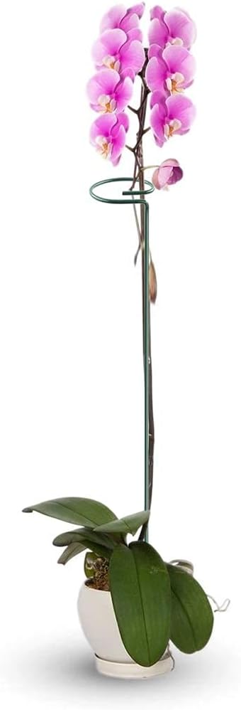 HiGift 20 Pack 24 Inch Plant Support Stakes, Single Stem Flower Support Stakes and Rings for The Garden, Metal Garden Stakes for Tall Plant Vegetables Amaryllis Orchid Lily Sunflower Rose Narcissus HiGift