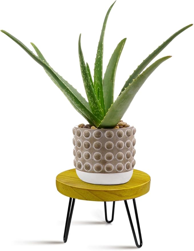 OBTAIN Plant Stand Indoor Outdoor, Wooden plant Stool, Mid Century Plant Stand for Indoor Plants, Wood Modern Plant Holder Rattan Flower, Low Short Boho Rustic Planter Stand Fit 5-15 Inch Pot(M) Welcometoobtain
