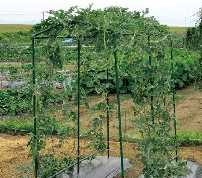 Green Polypropylene Garden Trellis Netting 6.5x100 ft, Heavy Duty Plant Support Net for Climbing Vegetables, Fruits & Flowers HHTHH