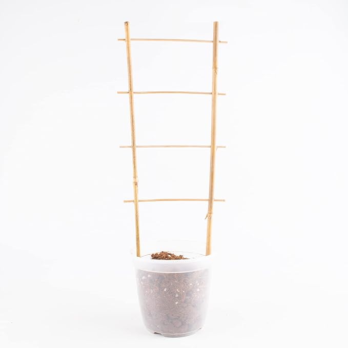 Avalution 10 Pack Natural Bamboo Trellis for Climbing Plants 16" Outdoor Garden Ladder Trellis, Fan -Shaped Plant Support Trellis for Potted Plant Avalution