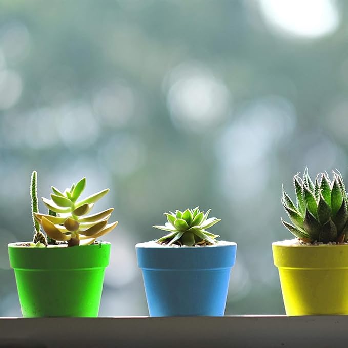 PURPLE STAR 1N 50 Packs Cupcake Plant Nursery Pots with Humidity Dome- Planting Containers Cups- Small Flower Pots for Indoor Outdoor Plant Succulent Vegetable (Mixed Color) PurpleStar