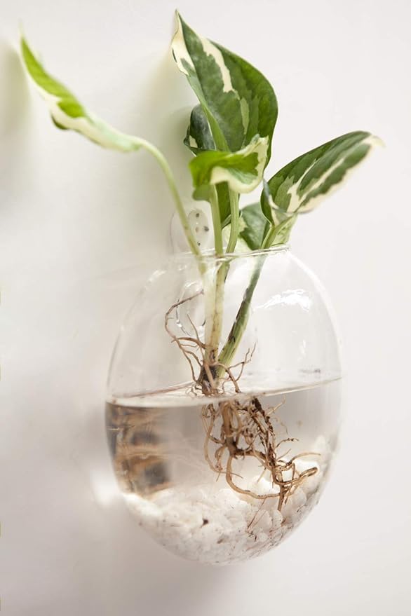 Mkono Wall Hanging Glass Terrariums Planter Oblate Flower Vase for Hydroponics Plants, Bathroom, Home Office Living Room Decor, Set of 2 Mkono