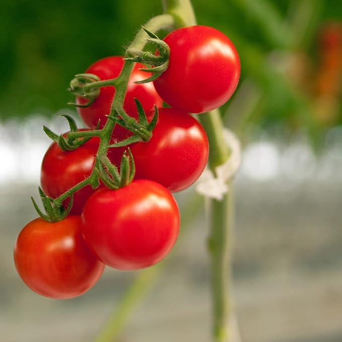 Piteno® 300Pcs Tomato Clips, Plastic Trellis Clips, Plant Support Clips, Grape Vine Tomato Vine Vegetables Plants Garden Support Clips to Grow Upright Makes Plants Healthier Piteno