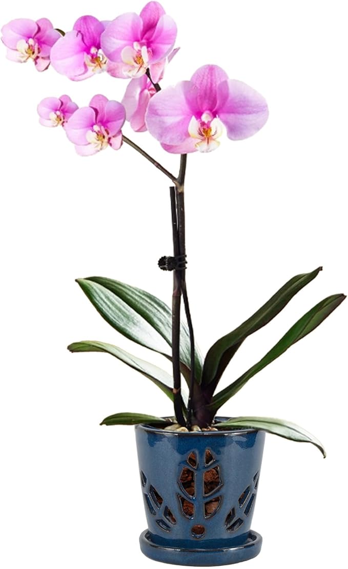W&W Orchid Pot with Holes and Saucer for Repotting, Blue, 5.5 Inch WWHomeDecor
