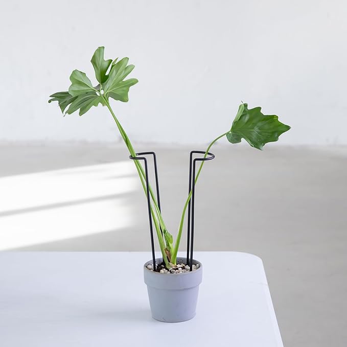 10-Pack Monstera Plant Support - 12 Inch Durable Iron U-Shaped Trellis Stakes for Indoor & Outdoor Medium-Sized Potted Plants - Perfect Stem Holder for Monstera & More Goooxim