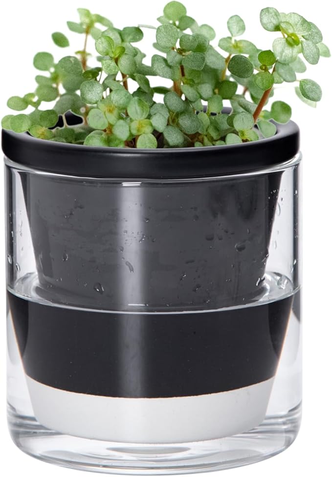 D'vine Dev 4 Inch Design Self Watering Planter for Indoor Plants, Black Terracotta Pot with Cylinder Glass Cup, 37-X-A-3 DvineDevPlanterPotsandStand
