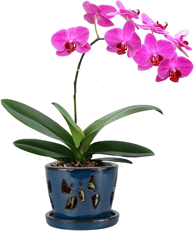 W&W Orchid Pot with Holes and Saucer for Repotting, Blue, 5 Inch WWHomeDecor