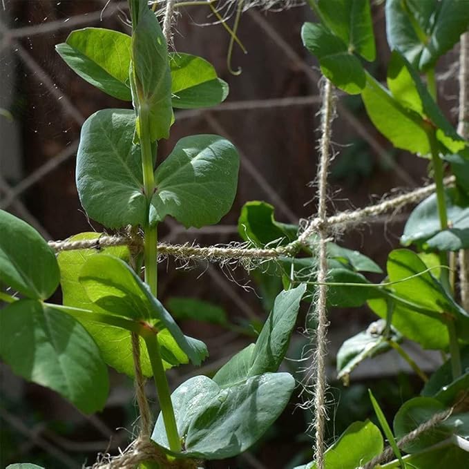 Jute Trellis Netting - Jute Netting for Garden, Heavy Duty Plant Support Netting for Climbing Plants, Cucumber, Vine, Fruits & Vegetables, Climbing Vining Plants (3.3 Ft X 6.6 Ft, 5.9 Inch Squares) Miuezuth