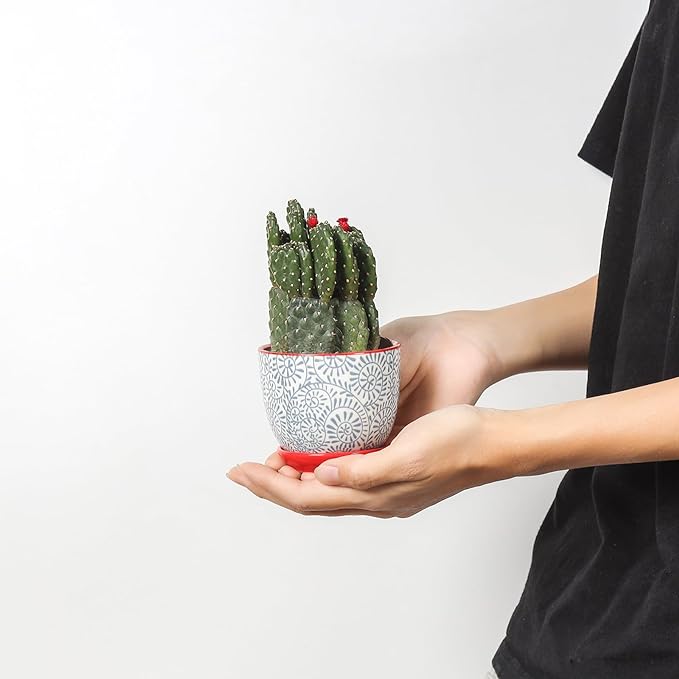 Selamica Ceramic Succulent Pots with Drainage Holes, Small Flower Pots 3.5 Inch Plant Pots for Indoor Plants with Saucers, Cactus Succulent, Home Decor, Set of 4, Assorted Colors Selamica