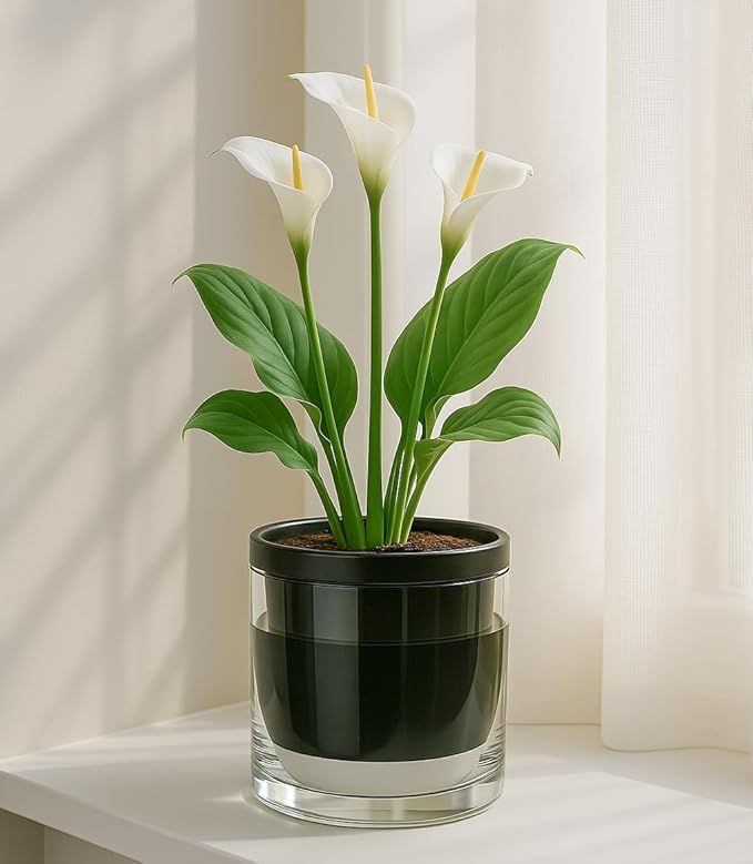 D'vine Dev 6 Inch Design Self Watering Planter for Indoor Plants, Black Terracotta Pot with Cylinder Glass Cup, 37-X-B-3 DvineDevPlanterPotsandStand