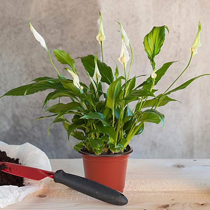 JERIA 100-Pack 4 Inch Plastic Plant Nursery Pots Come with 100 Pcs Plant Labels, Seedling Flower Plant Container and Seed Starting Pots JERIA