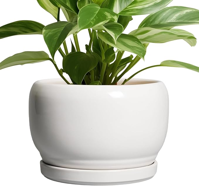 SQOWL Ceramic Planters for Indoor Plants - 8 Inch Plants Pot, Round Outdoor Flower Pot with Drainage Hole and Saucer, Decorative Modern Planter, Kitchen Decor, House Gifts, White SQOWL