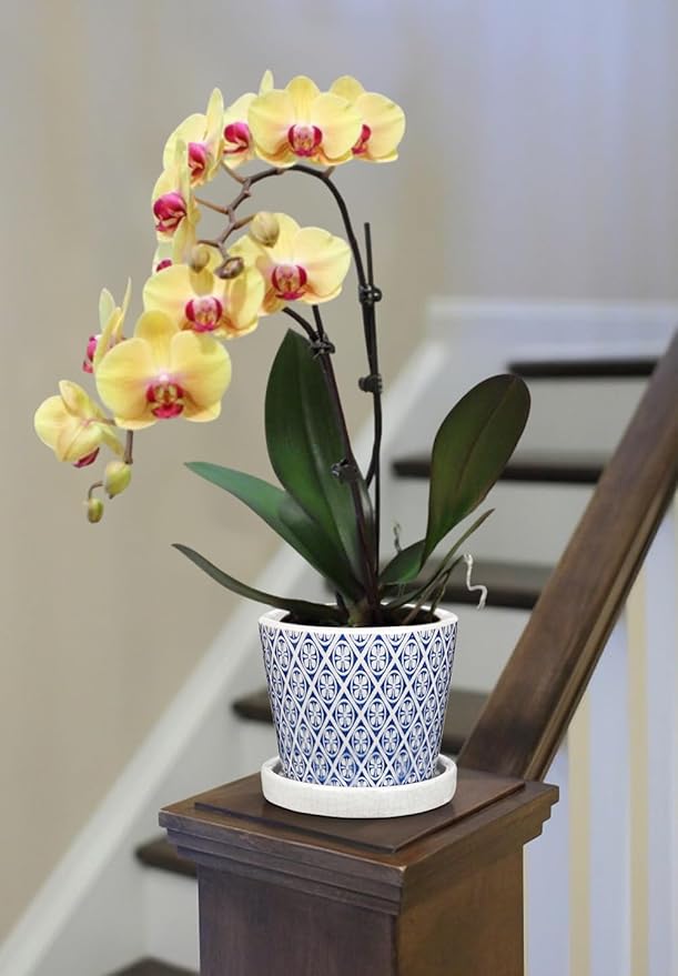 Small Ceramic Pots for Plants, 4.7 inch Blue and White Plant Pot Indoor with Drainage & Saucer Set of 3 Ceramic Planters for Indoor Plants Succulent Pot Decorative Flower Pots for Cactus, Orchid, Herb Oairse