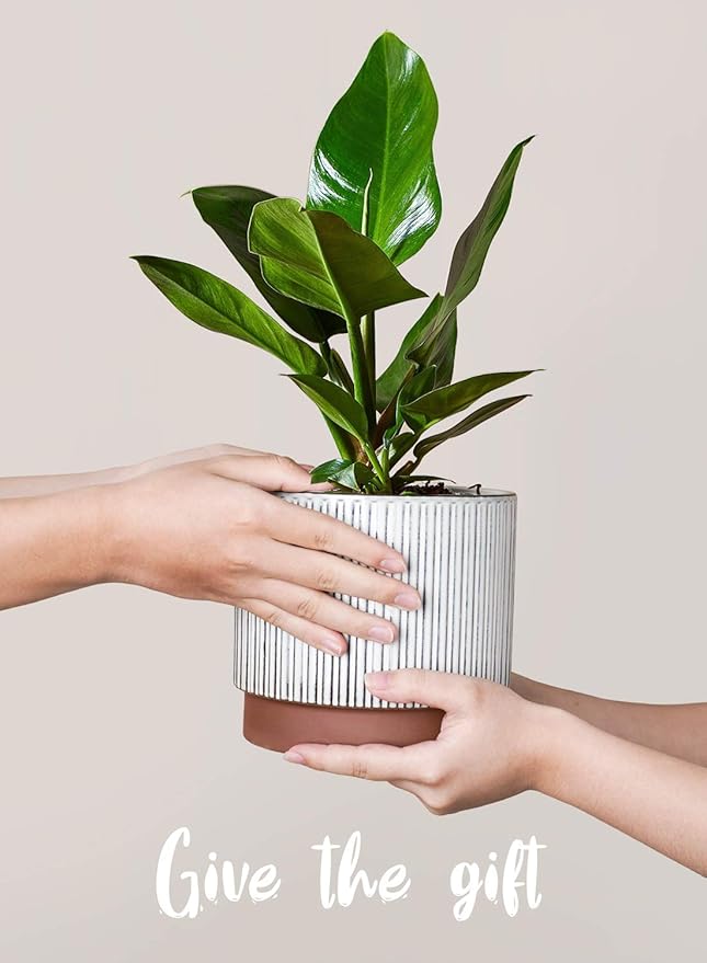 LE TAUCI Ceramic Pots for Plants, 8+6.7+5.5 Inch Plant Pots Indoor, Flower Pot with Drainage Holes, Medium Cylinder Planters for Indoor House Plants, Set of 3, Reactive Glaze White LETAUCI