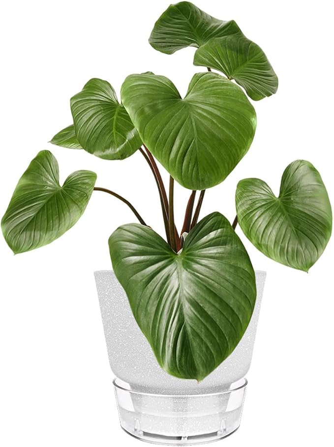 2024 Upgraded 5 Pack 6-Inch Self-Watering Planter Pots with Deep Reservoir for Indoor and Outdoor Plants with Planting Tools (Frosted White) HYNZ