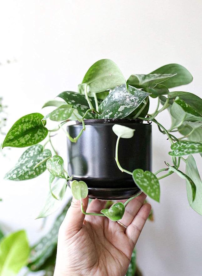 LE TAUCI Ceramic Plant Pots, 4.3+5.3+6.8 inch, Set of 3, Planters with Drainage Hole and Saucer, Indoor Flower Pot with Hole Mesh Pad, Gifts for Mom, Black LETAUCI