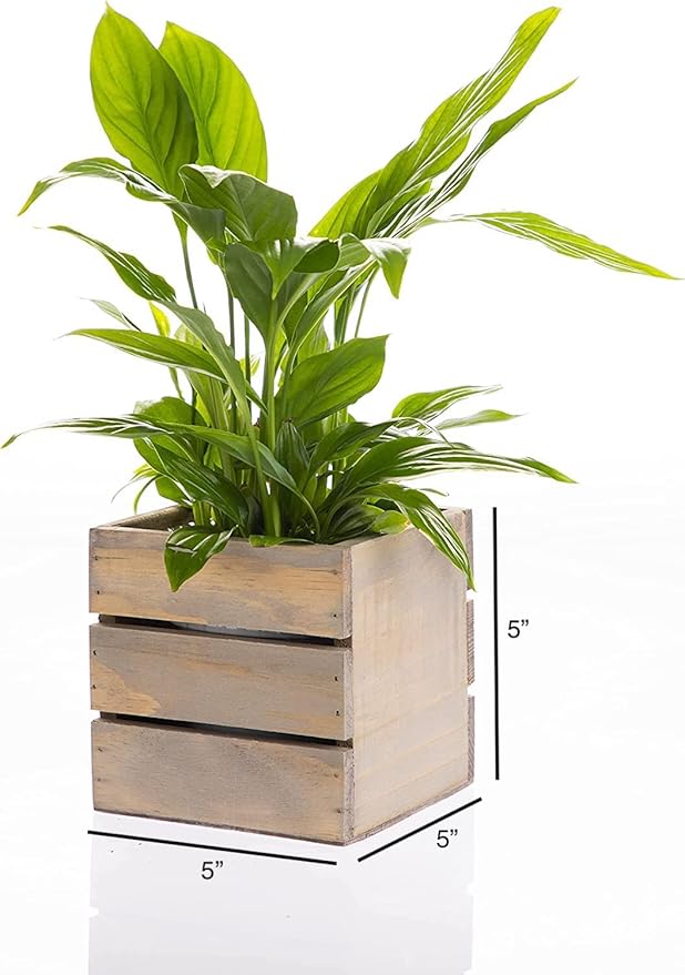 Wood Planter Box with Wine Crate Styled, 5 Inch Square, Rustic Barn Wood, Plastic Liner, Wedding Flowers Holder, Home and Venue Decor, (5x5 Wine Crate Set of 4) Rootora