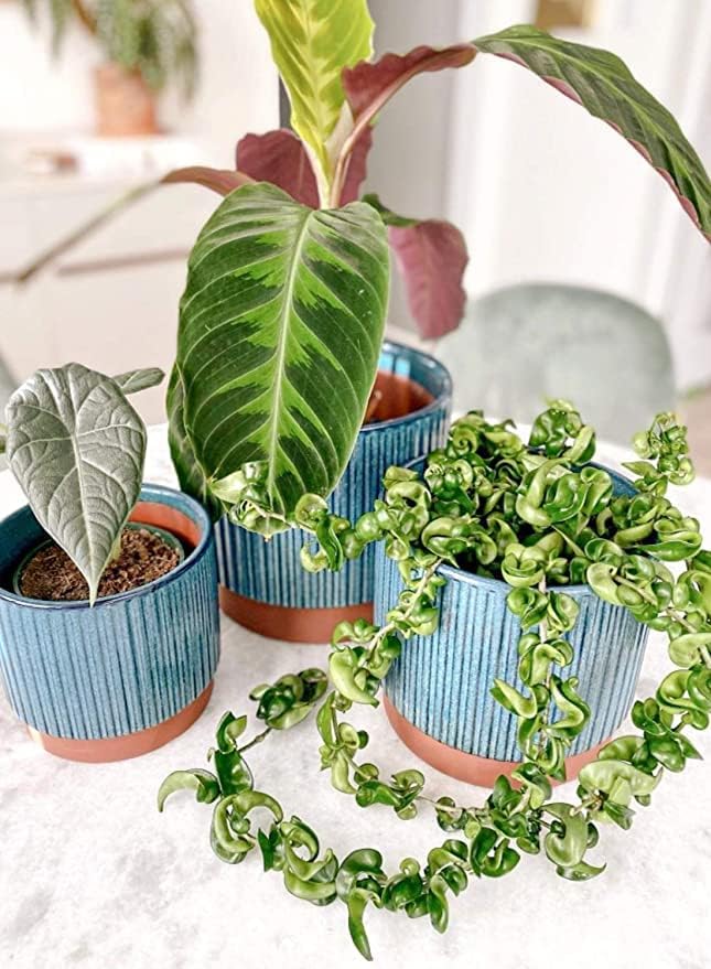 LE TAUCI Ceramic Pots for Plants, 8+6.7+5.5 Inch Plant Pots Indoor, Flower Pot with Drainage Holes, Medium Cylinder Planters for Indoor House Plants, Set of 3, Blue LETAUCI
