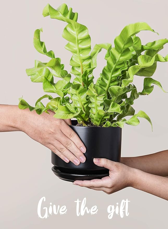 LE TAUCI Ceramic Plant Pots, 4.3+5.3+6.8 inch, Set of 3, Planters with Drainage Hole and Saucer, Indoor Flower Pot with Hole Mesh Pad, Gifts for Mom, Black LETAUCI