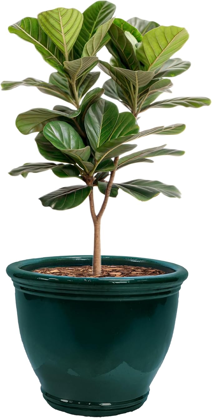 Sunnydaze Large Ceramic Plant Pot - Round Outdoor Glazed Ceramic Planter Pot with Drainage - Studio - Dark Green - 18.5" SunnydazeDecor