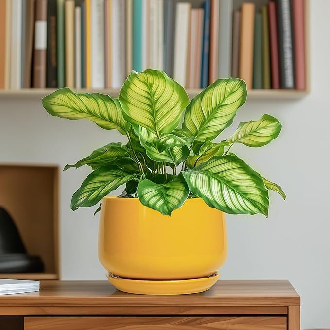 G EPGardening Ceramic Plant Pot - 6 Inch Ceramic Planter with Drainage Hole and Tray, Modern Round Planter, Flower Pot for Indoor Outdoor Plants, Plants Lovers Gifts, House Garden Decor, Yellow GEPGardening