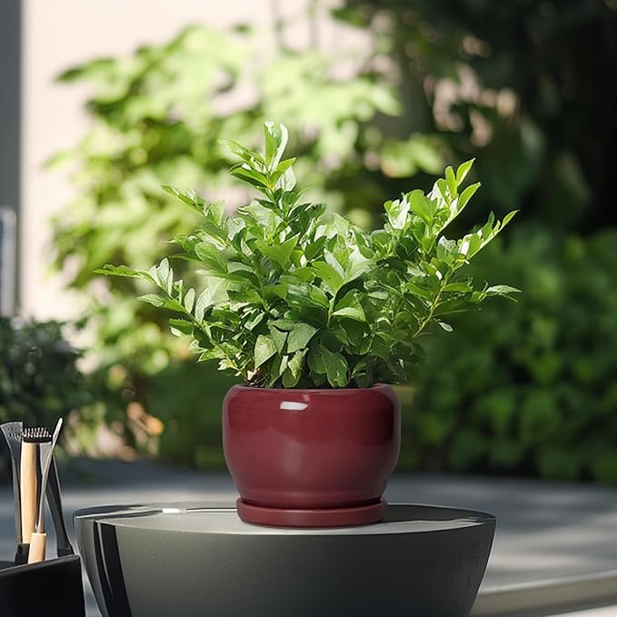 SQOWL 6 Inch Plant Pot - Ceramic Planter for Indoor Plants Outdoor, Round Planter with Drainage Hole and Saucer, Decorative Modern Small Flower Pots, Room Decor, Gifts for Plant Lovers, Red SQOWL