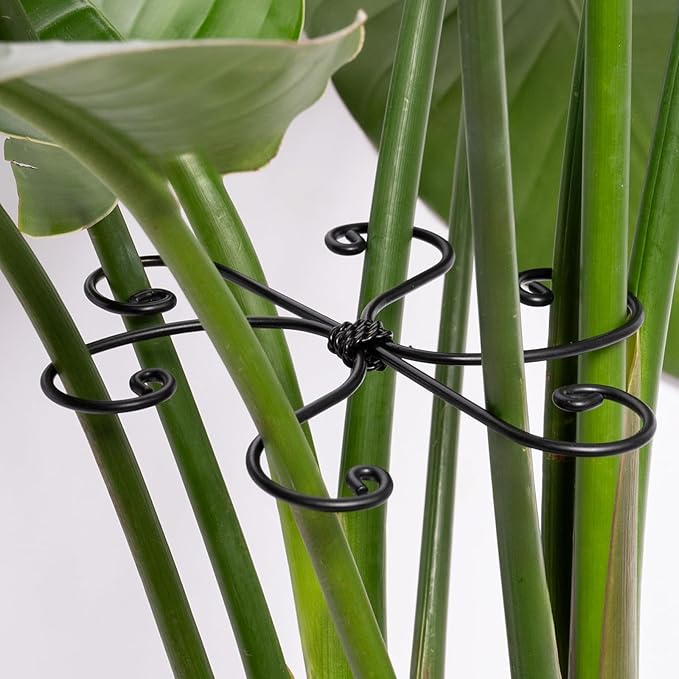 Black Monstera Plant Support 5.5IN 5PCS Premium Stem Support System for Indoor Plants, Durable Stabilizer for Monstera and Climbing Plants, Easy Installation Leaf Holder, Fishbone Cactus Stake Yohsnor