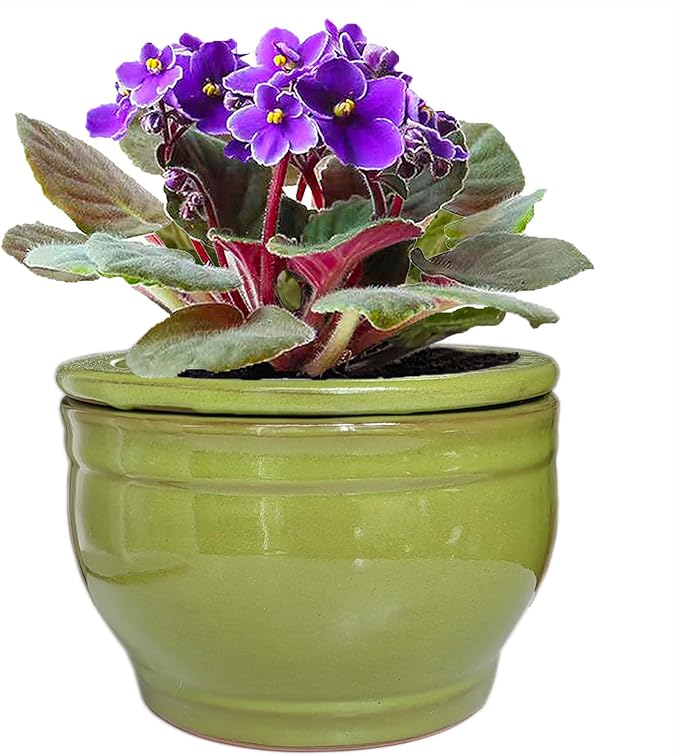 African Violet Pots Self Watering Round Ceramic Violet Pot (Green, 6 inch) Dphagesy
