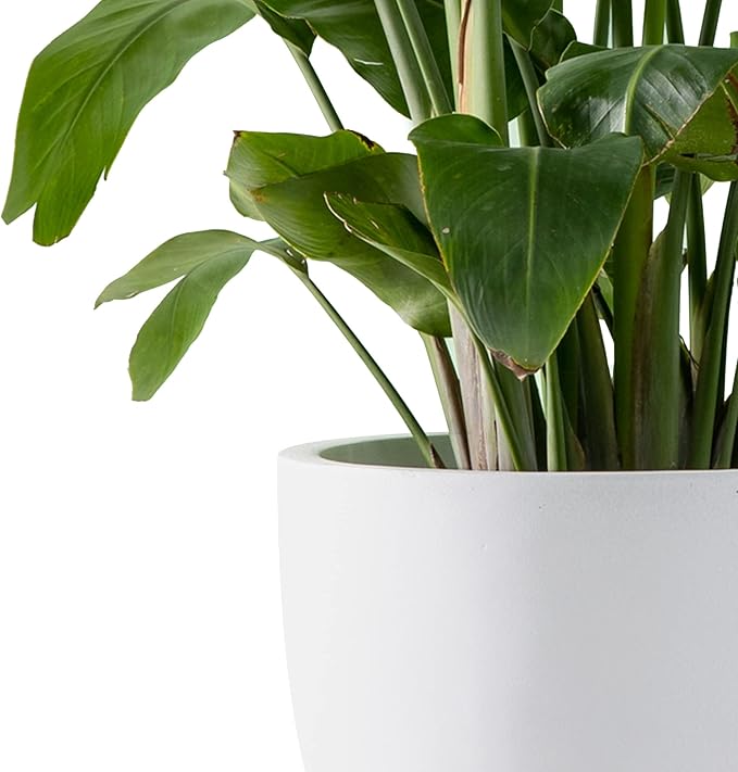 Kante 16.5" Dia Round Concrete Planter, Large Outdoor Modern Indoor Decorative Plant Pots with Drainage Hole and Rubber Plug for Home and Garden, Pure White Kante