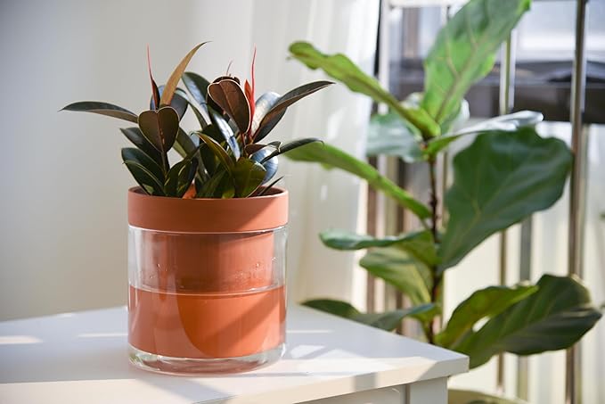 Phoenix Vine 6 Inch Self Watering Planter Pot, Terracotta Clay Pot with Glass Reservoir for Indoor Plants, Herbs, Flowers, Set of 1, 52-A-F-1 Phoenix+Vine