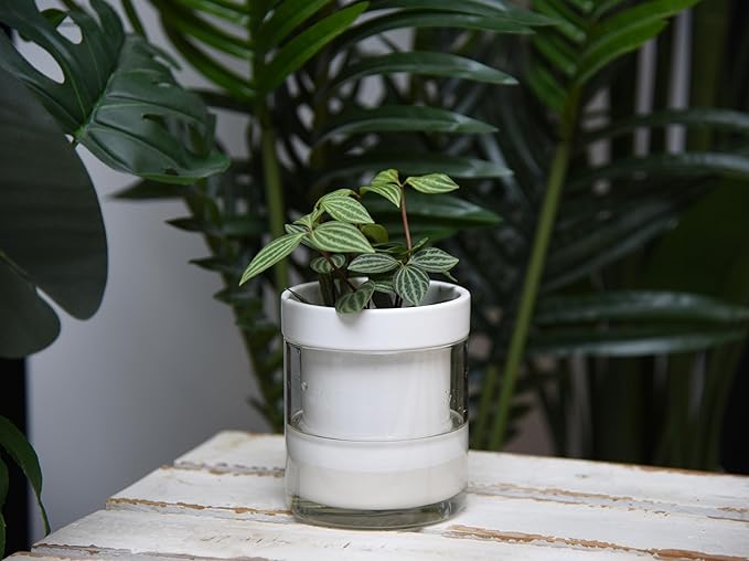 Phoenix Vine 4 Inch Self Watering Planter, White Terracotta Clay Pot with Glass Reservoir for Indoor Plants, Herbs, Flowers, Set of 3, 52-B-E-3 Phoenix+Vine