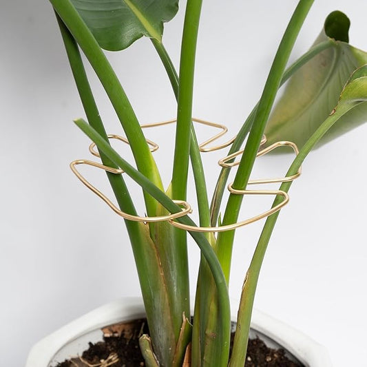 Monstera Stem Support - 5-Piece Durable Plant Support System for Monstera & Turtle Shell Plants -Premium -Quality Leaf Clamps -Easy-to-Use Indoor Garden Stabilizers for Healthy Growth Yohsnor