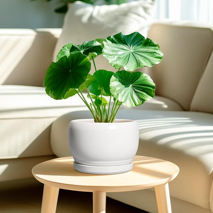SQOWL Ceramic Planters for Indoor Plants - 8 Inch Plants Pot, Round Outdoor Flower Pot with Drainage Hole and Saucer, Decorative Modern Planter, Kitchen Decor, House Gifts, White SQOWL