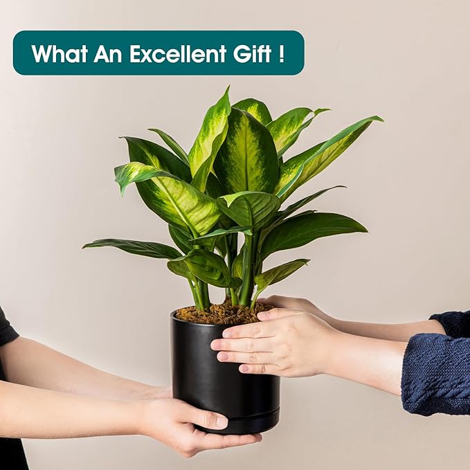 vancasso Ceramic Plant Pots, 3 Piece Planters for Indoor Plants, 4.25+5.25+6.25 Inch Flower Pots with Drainage, Plant Pots Indoor for Succulent, Pothos, Snake Plant and Money Tree, Etc (Black) vancasso