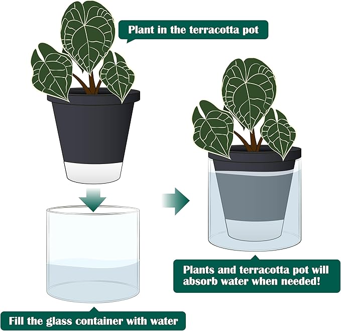 D'vine Dev 6 Inch Design Self Watering Planter for Indoor Plants, Black Terracotta Pot with Cylinder Glass Cup, 37-X-B-3 DvineDevPlanterPotsandStand