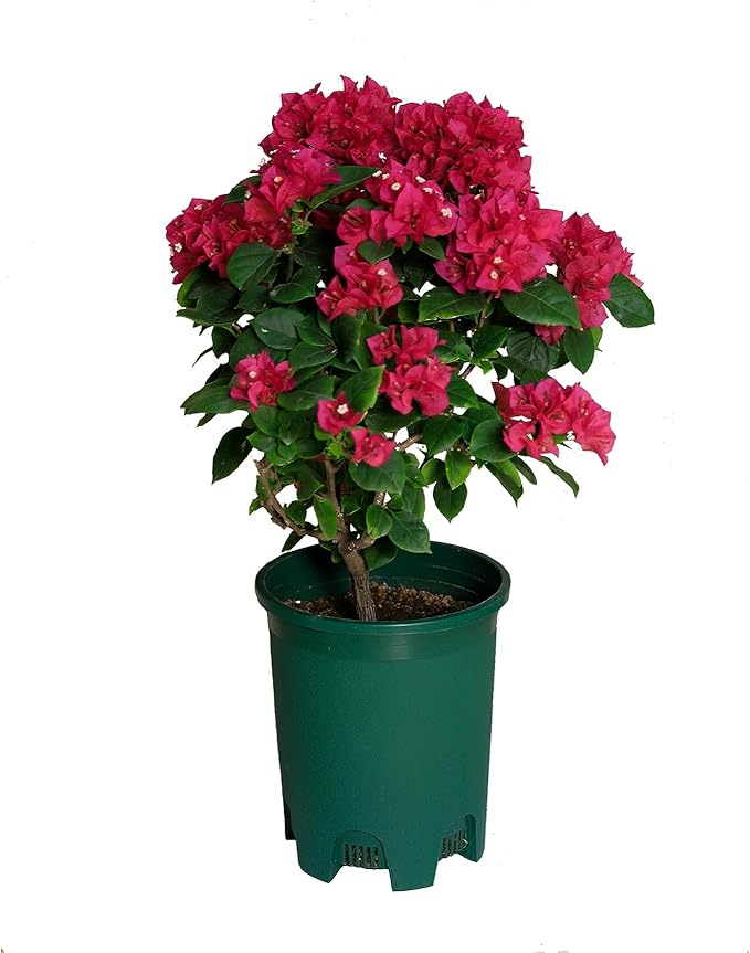 5 Gallon 20-Pack Green Nursery Pot Black Plastic Planters in Bulk with Drainage for Outdoor Indoor Large Plants Trees CottaPlanters